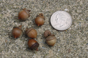 Water oak acorns shown next to quarter for size comparison. Acorns are smaller than the quarter